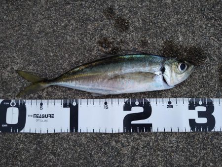 先週のリベンジ